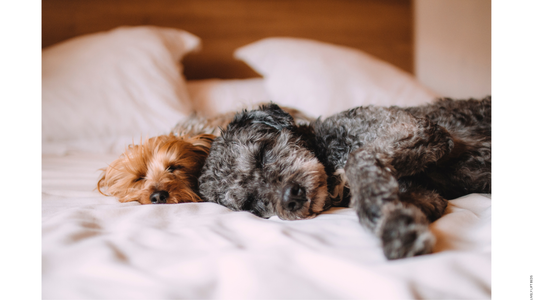 Why the Lively Lift Bed Empower is the Best Sleep to Stand Bed for Cat and Dog Owners