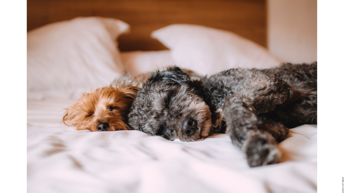 Why the Lively Lift Bed Empower is the Best Sleep to Stand Bed for Cat and Dog Owners